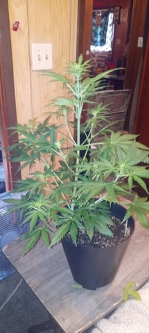 frst grow tent grow — vegetative, day 44