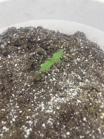 Autoskunk and OG Kush — seedling_rooting, day 8