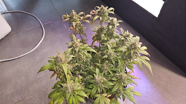 Amnesia Haze Run — vegetative, day 21