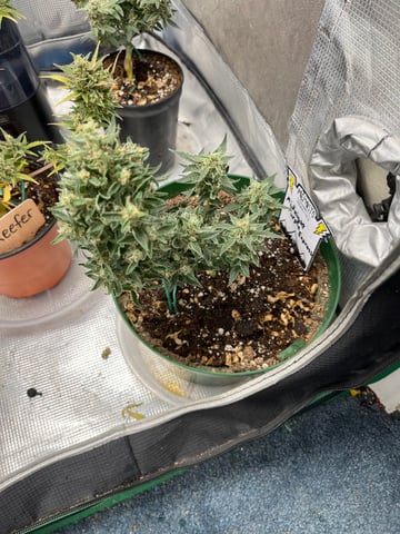 Mephistos Auto  — flower, day 79