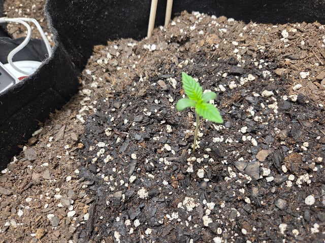 Mystety A — grow_setup, day 5