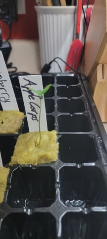 My First Grow — seedling_rooting, day 4