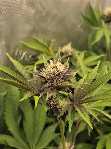 Relentless Genetics Trop Cherry S1 — flower, day 47