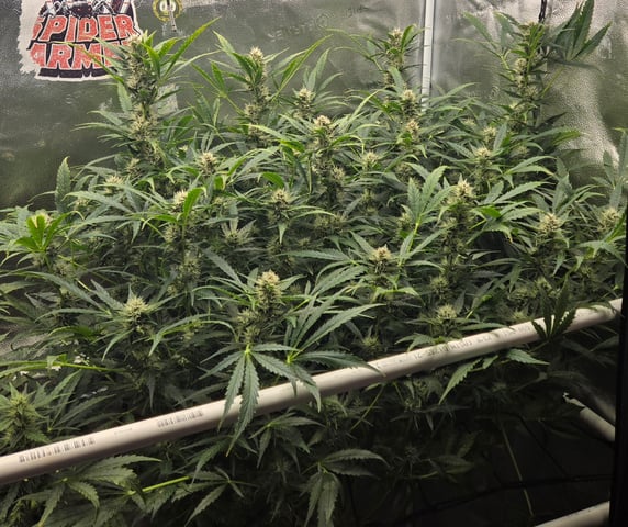 Spider-Farmer Hydro — flower, day 62