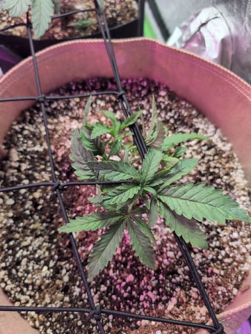 2025-26 — vegetative, day 18