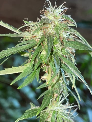 fuzzy skunk — auto, day 3