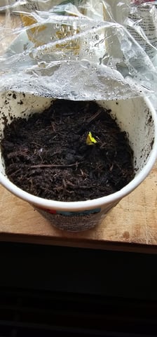 Purple Haze Autoflower — seedling_rooting, day 6