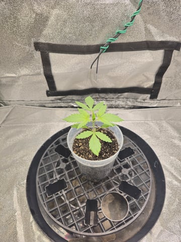 First grow — seedling_rooting, day 17