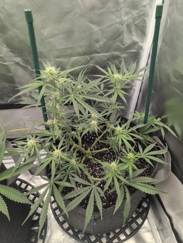 memphisto 3 bears OG, ethos high note r1 — flower, day 44