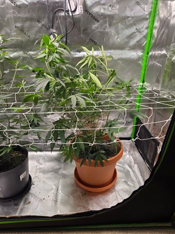 Evermore clones — vegetative, day 37