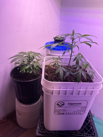 Gigawatt  — auto, day 64