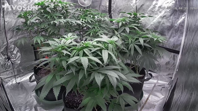 outdoor start/indoor 2025 — vegetative, day 114