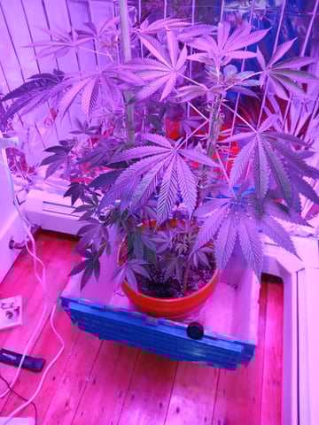 triangle kush  — flower, day 47