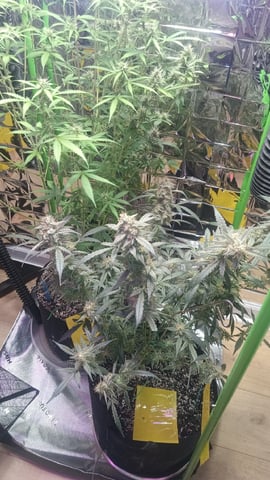 Gelato & Amnesia 