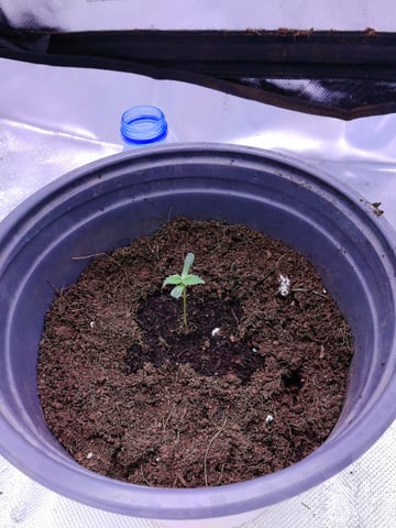First grow in first set up — seedling_rooting, day 17