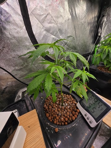 Growing — vegetative, day 66