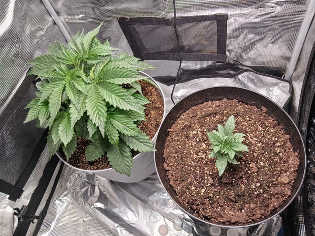 Gorilla Sherbert Feminized From Blimburn Seeds 