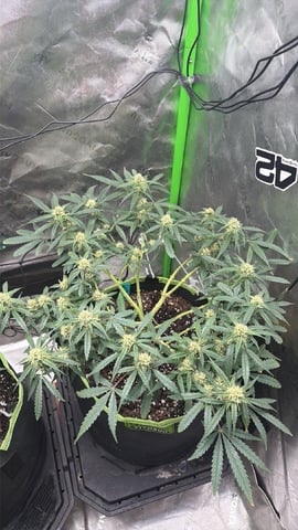Midsummer Outdoor — flower, day 52