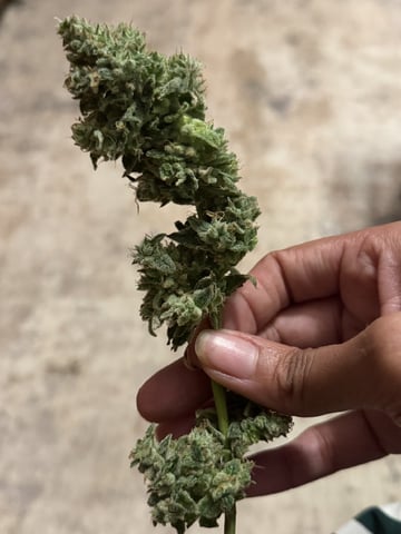 Indoor & Outdoor Grow 6 — done, day 73