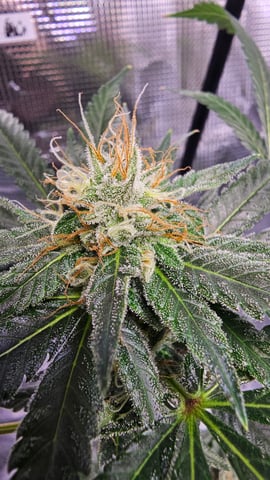 Princess Piper — flower, day 17