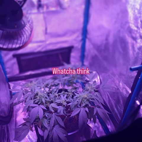 Georgia Pie Female Photo