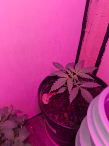 Queen B  — vegetative, day 26