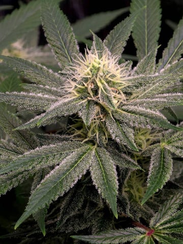 Dirty Bird - Thousand Island Fem & Platinum Kush Breath Remix x Grape Cakehead Fem Photo  — flower, day 89