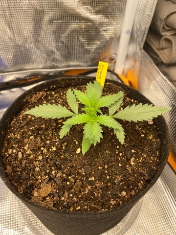 Widows Mimosa(auto) F2 progeny — seedling_rooting, day 21