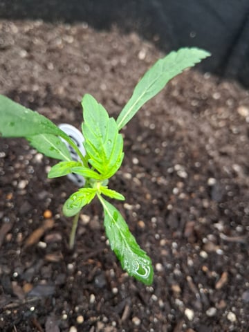 2nd Grow 2.0 New Set Up — grow_setup, day 1