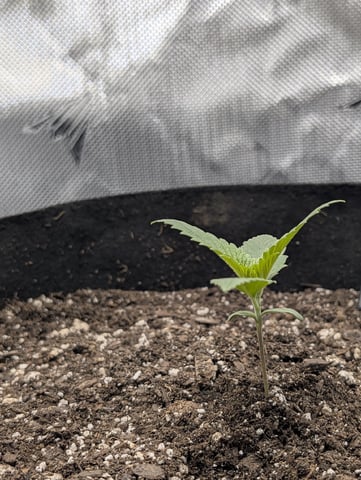 Cinderella 99 — vegetative, day 12