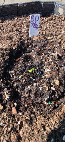Let's just leave these right here! — germination, day 4