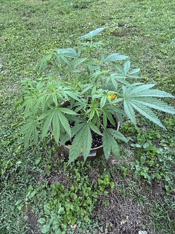 2026 Outdoor — vegetative, day 56