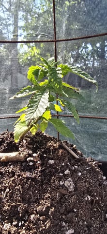 CzechsMex 2.0 — vegetative, day 69