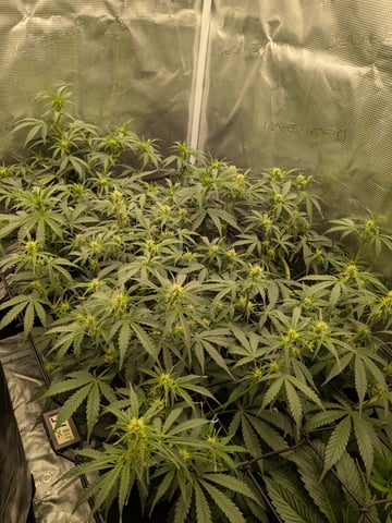 first grow — flower, day 33