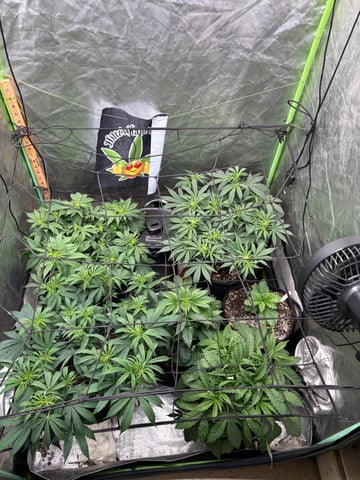 Purple Wedding Glue — grow_setup, day 2