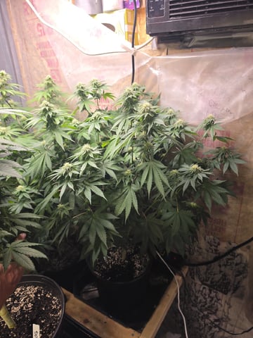 2nd Grow Sesh — flower, day 83