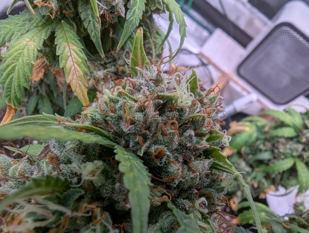 Strawberry Banana — flower, day 115