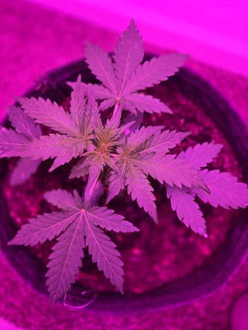 First Grow — vegetative, day 21