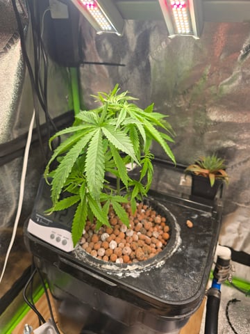 Growing — vegetative, day 57