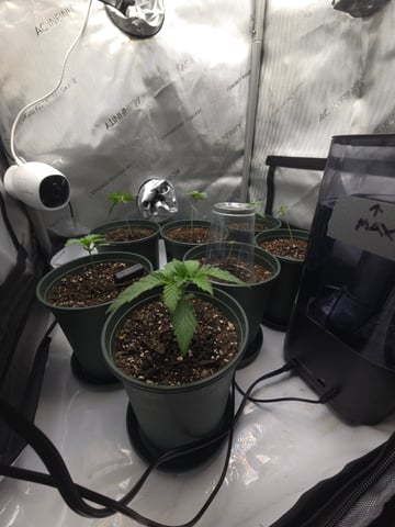 Homegrown - 🍒 🥧 & GSC Auto, 🚀 Seeds 🍌 Buttercups  — vegetative, day 17