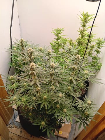 Indoor Closet Grow — flower, day 82