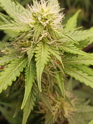 black gorilla feminized  — flower, day 29