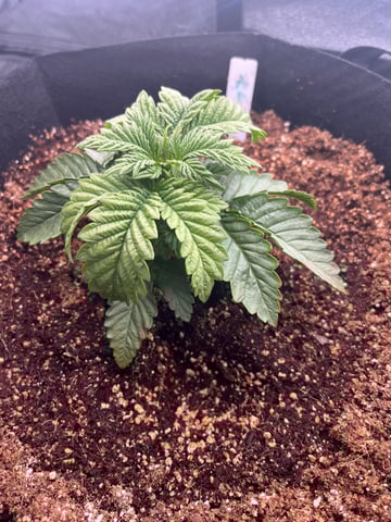 My First Four — vegetative, day 24