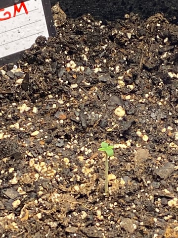 Gorilla Melon — seedling_rooting, day 5