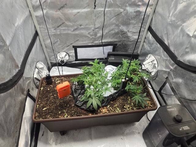 White rhino — vegetative, day 32