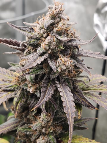 Another round of Mephisto Genetics from Schoolyard Crush and Do-si-delirium drops. — flower, day 74