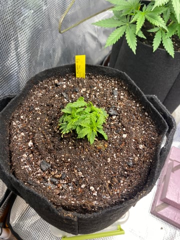 Widows Mimosa(auto) F2 progeny — vegetative, day 28