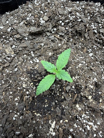 Gorilla Cookies 2nd Try — seedling_rooting, day 15