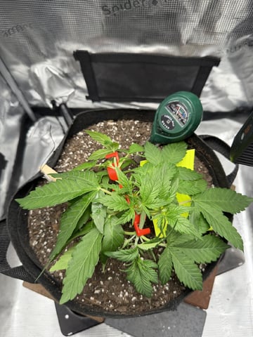 Gorilla Cookies 2nd Try