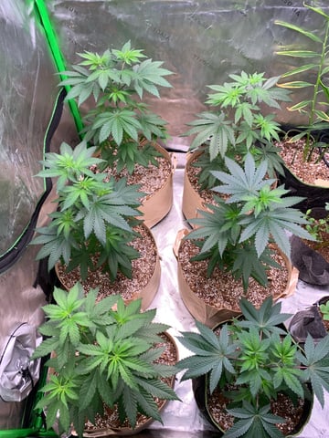 Papaya Frosting  — vegetative, day 46